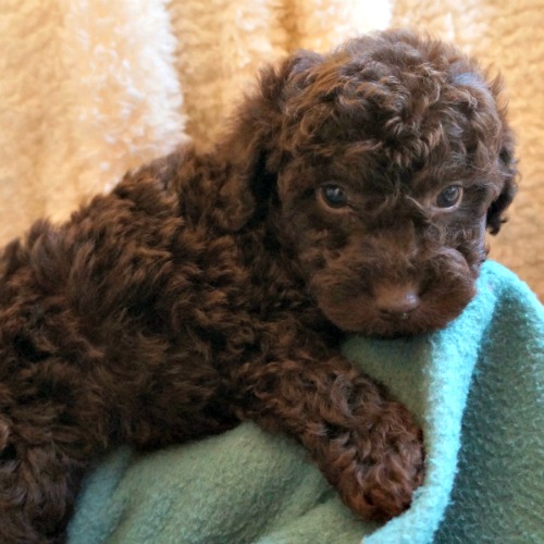 Gracie's Past Litters of Chocolate Australian Labradoodles